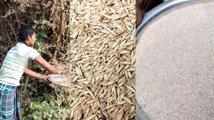 ভোরের দূত